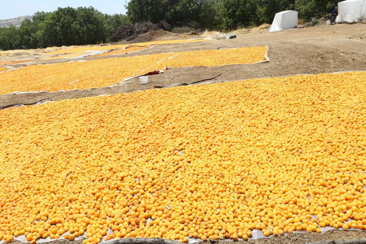 Arguvan’da kayısı hasadı devam ediyor