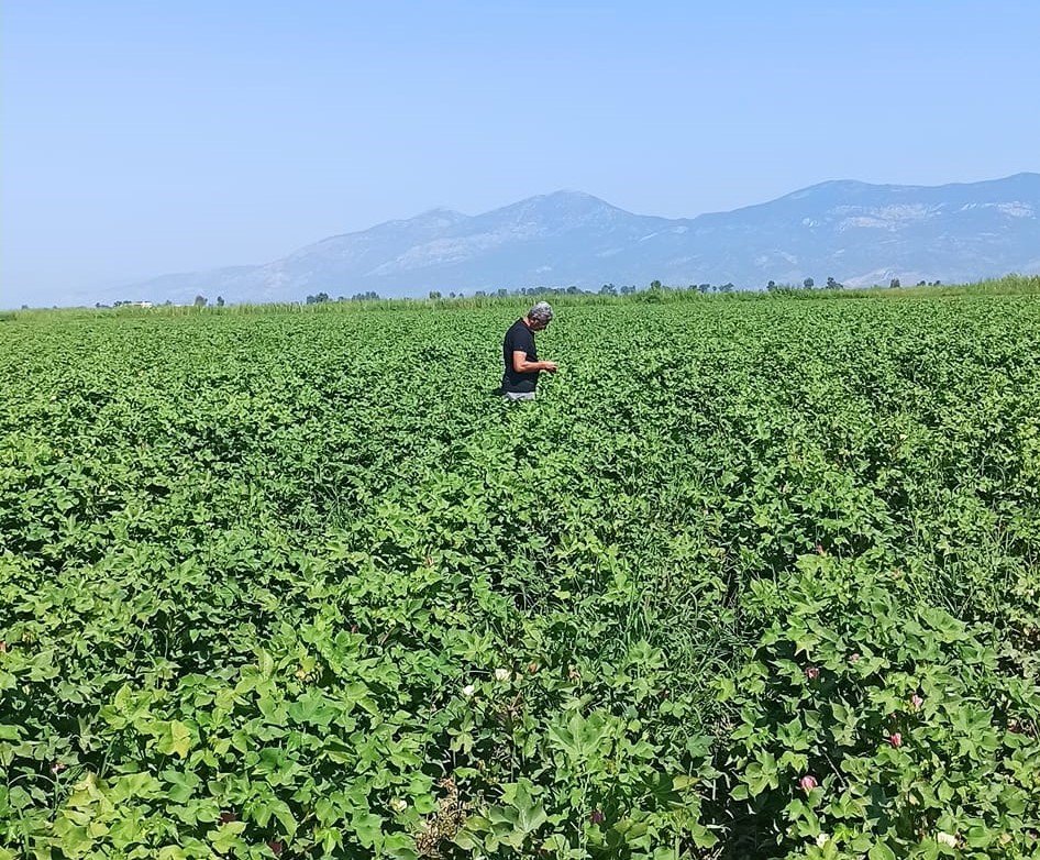 Pamukta yeşilkurt zararlısı yoğunluğuna rastlandı