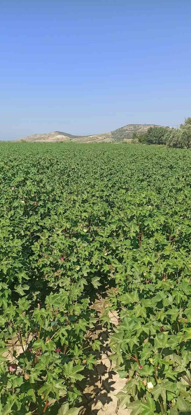 Pamukta yeşilkurt zararlısı yoğunluğuna rastlandı