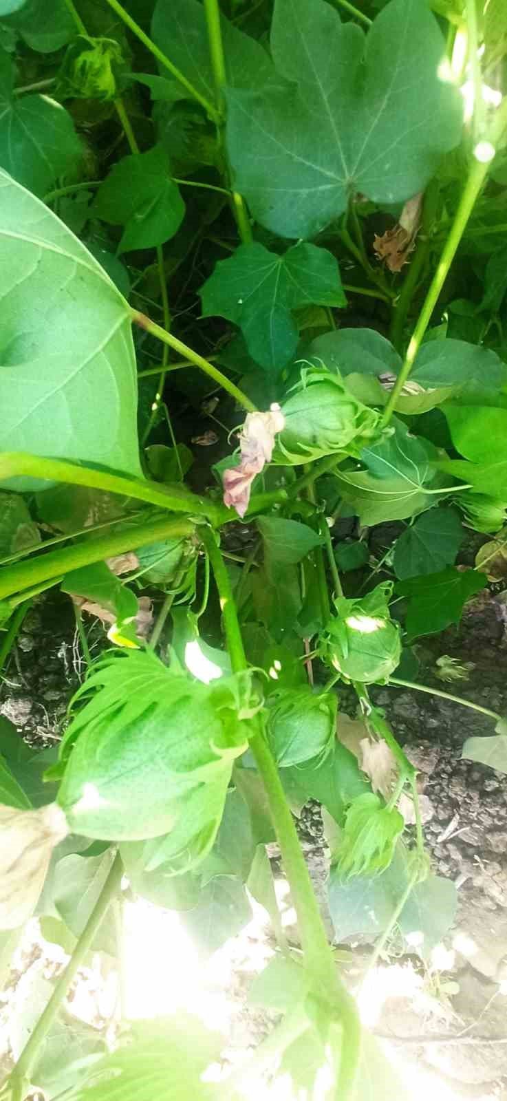 Pamukta yeşilkurt zararlısı yoğunluğuna rastlandı