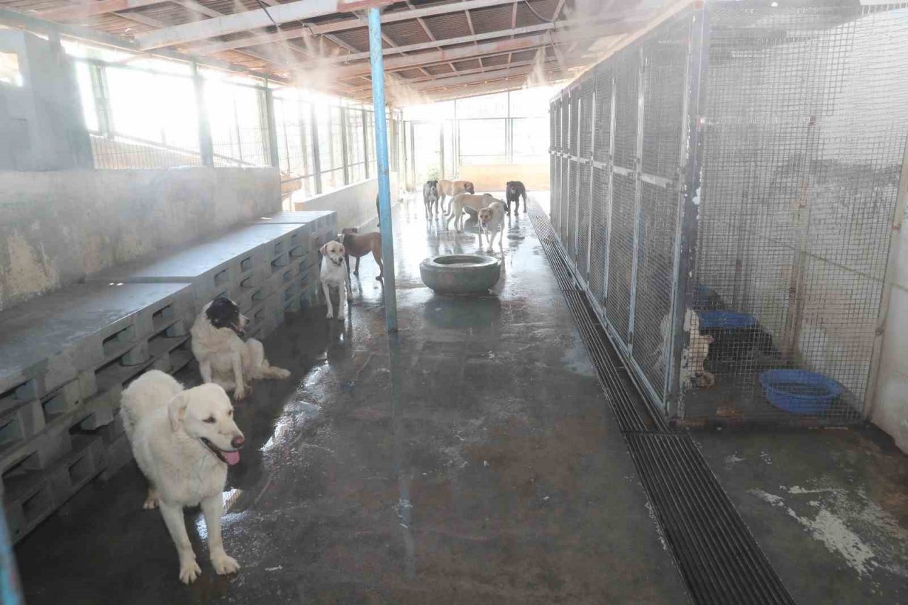 Bağcılar’da barınma merkezindeki sokak hayvanları buharla serinletiliyor