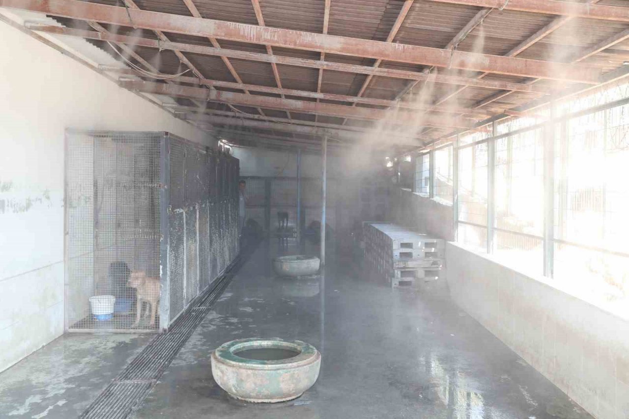 Bağcılar’da barınma merkezindeki sokak hayvanları buharla serinletiliyor