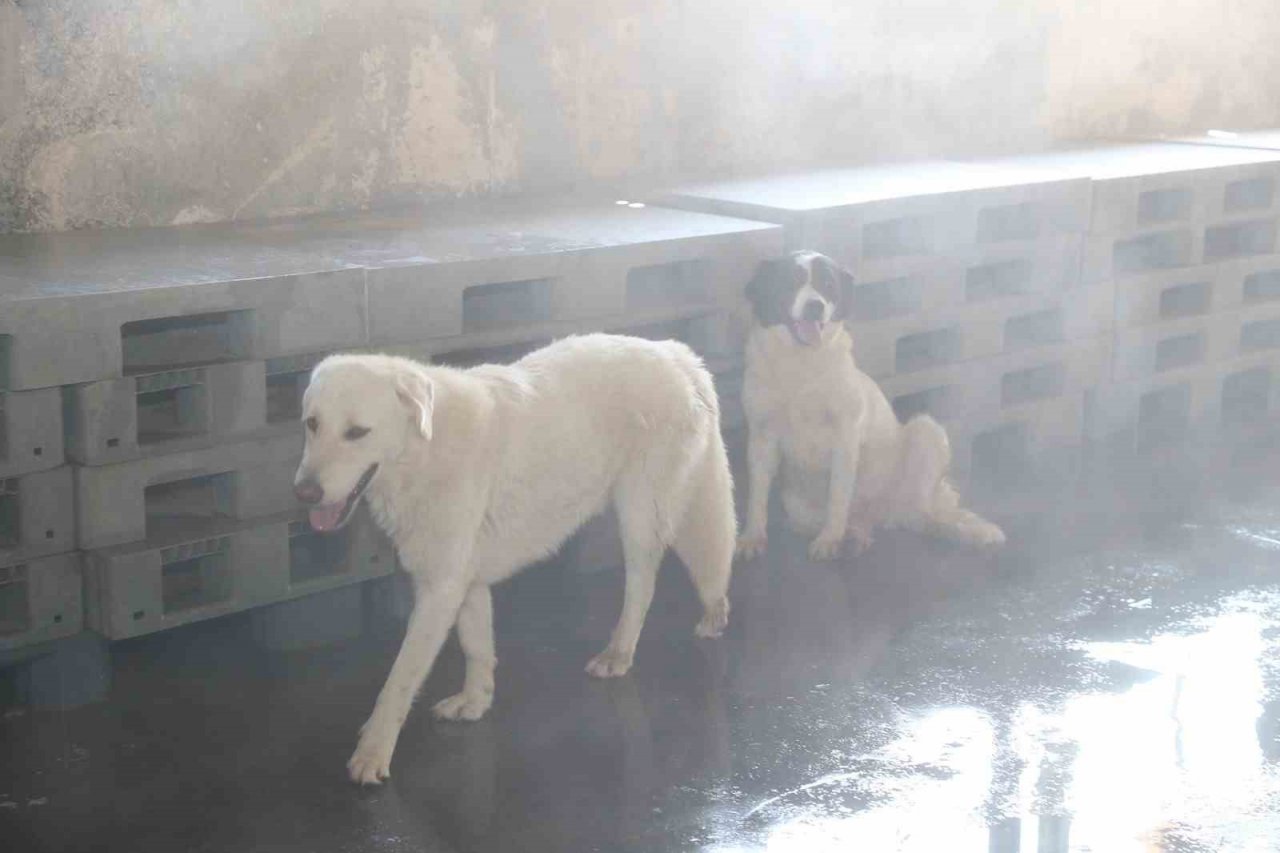 Bağcılar’da barınma merkezindeki sokak hayvanları buharla serinletiliyor