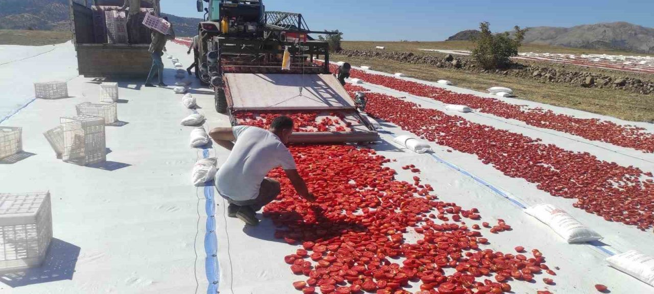 Batman’da ilk defa ekilen kurutmalık domates 100’e yakın ülkeye ihraç ediliyor