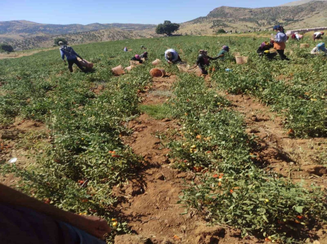 Batman’da ilk defa ekilen kurutmalık domates 100’e yakın ülkeye ihraç ediliyor