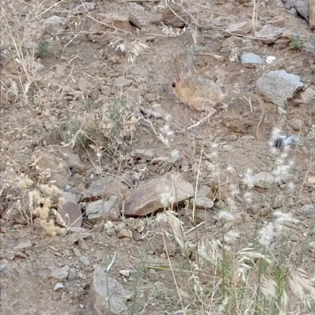 Nesli tehlike altındaydı, bu sefer de Bingöl’de görüldü
