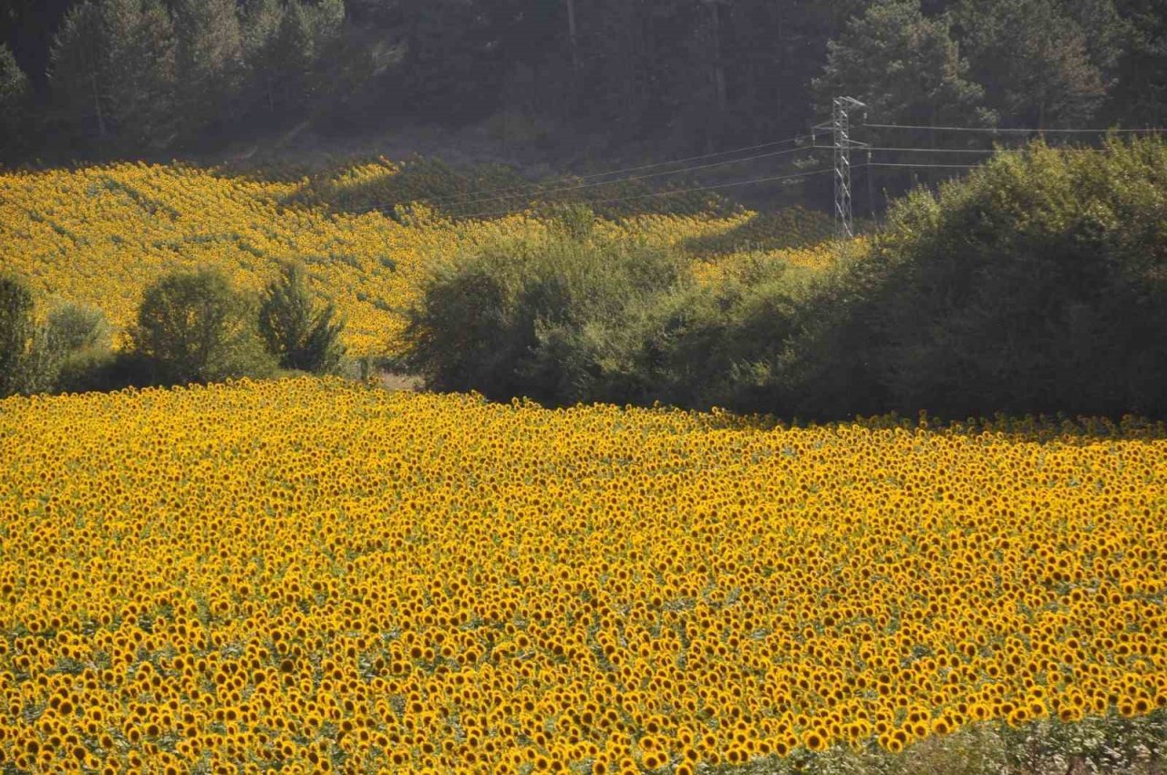 Çiftçiler ayçiçeği ekimine yöneldi