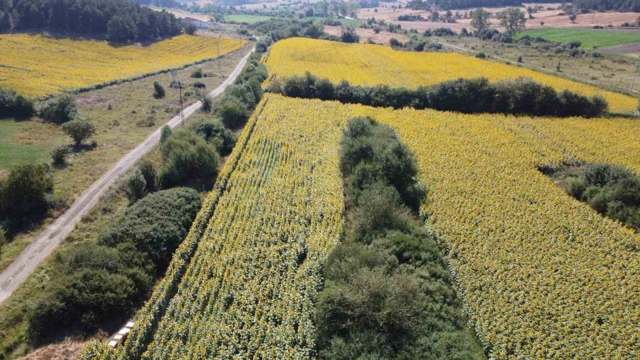 Çiftçiler ayçiçeği ekimine yöneldi