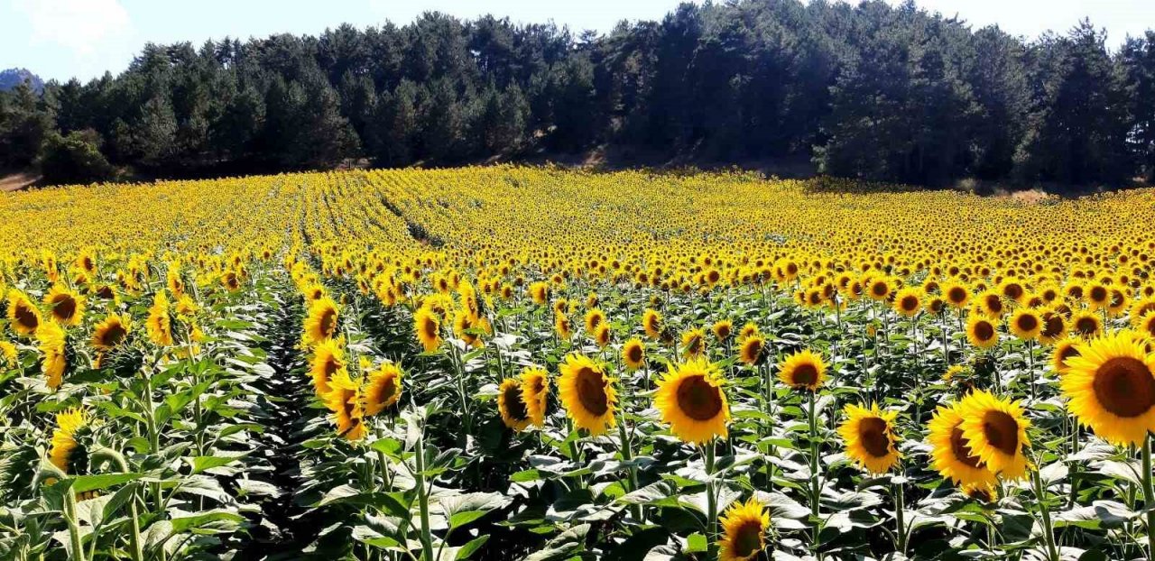 Çiftçiler ayçiçeği ekimine yöneldi