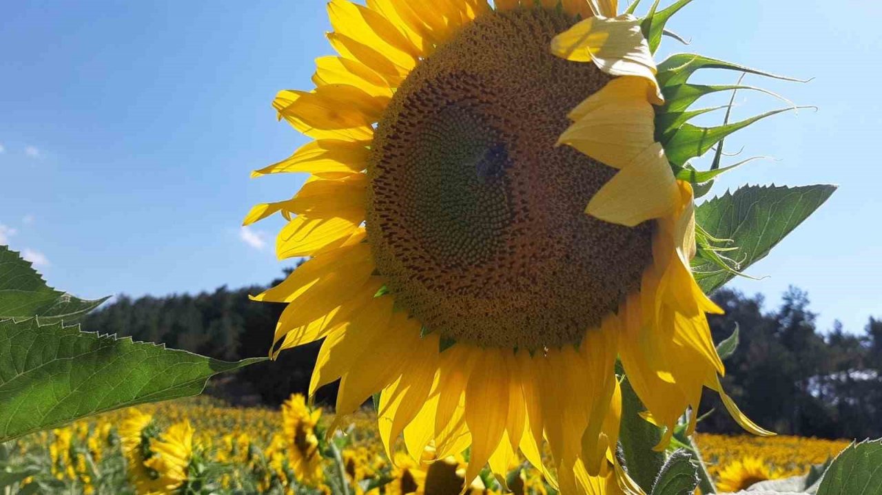 Çiftçiler ayçiçeği ekimine yöneldi