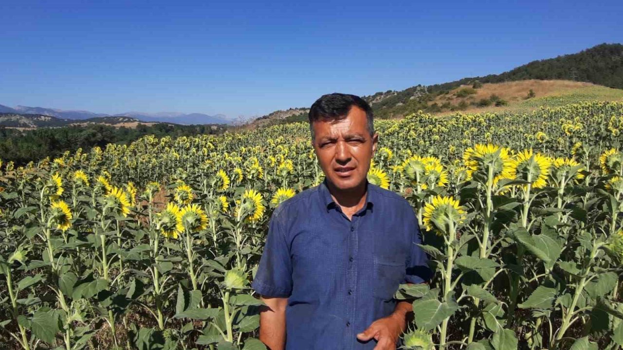 Çiftçiler ayçiçeği ekimine yöneldi