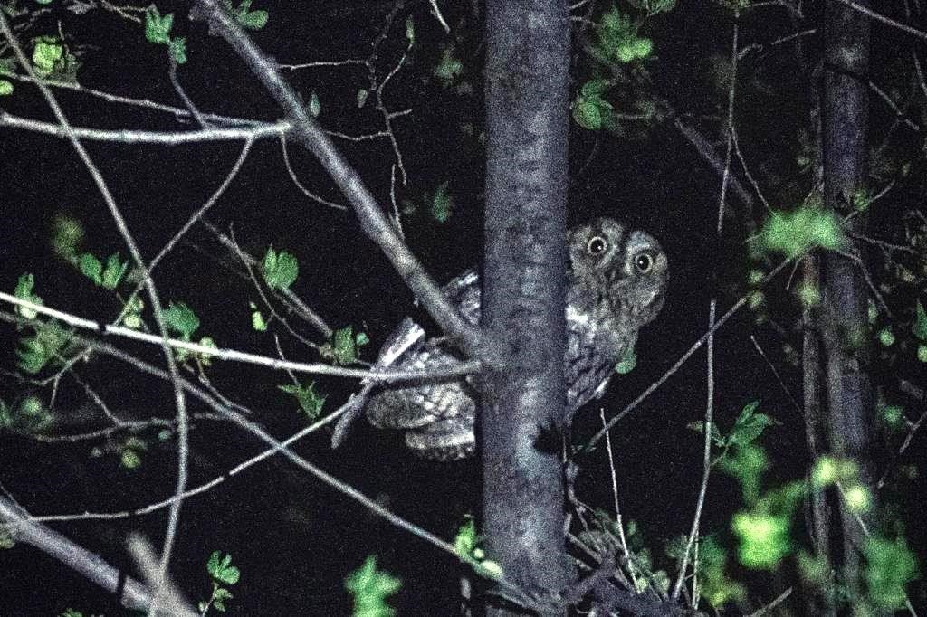 İshak kuşu en küçük baykuş türü olarak kayıtlara geçti