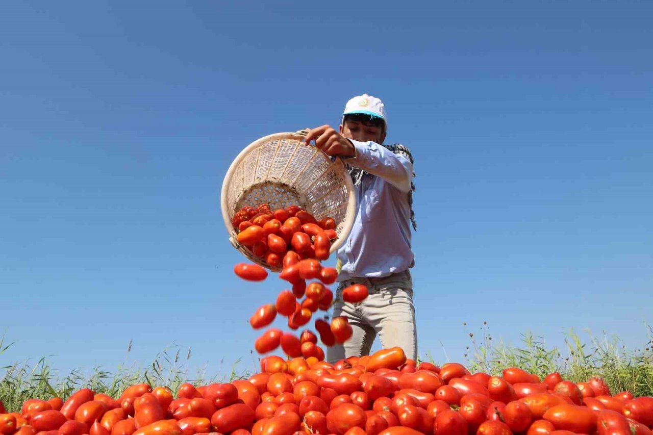 Başkan Atay, Efeler’de tarıma değer katıyor