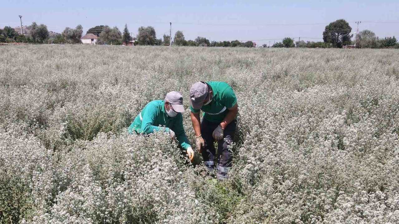 Başkan Atay, Efeler’de tarıma değer katıyor