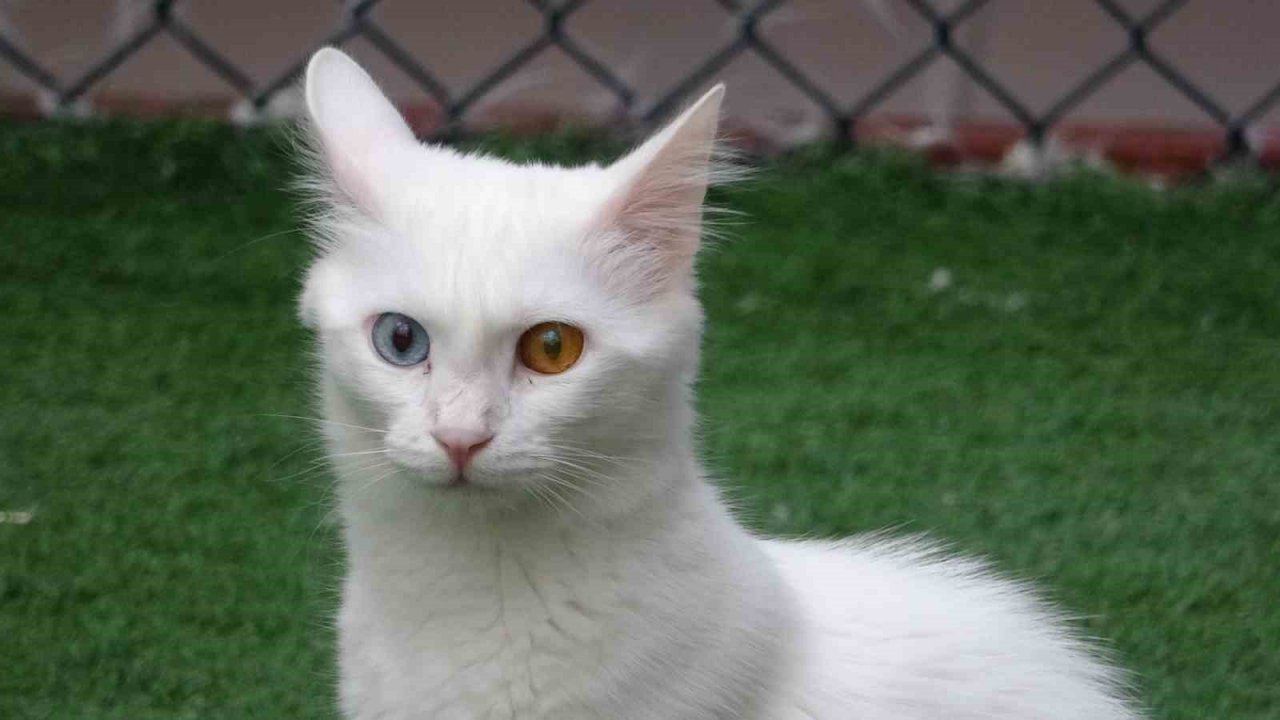 Van kedilerinin havuzlu villada ikinci parti doğumu gerçekleşti