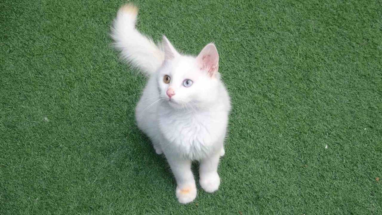 Van kedilerinin havuzlu villada ikinci parti doğumu gerçekleşti