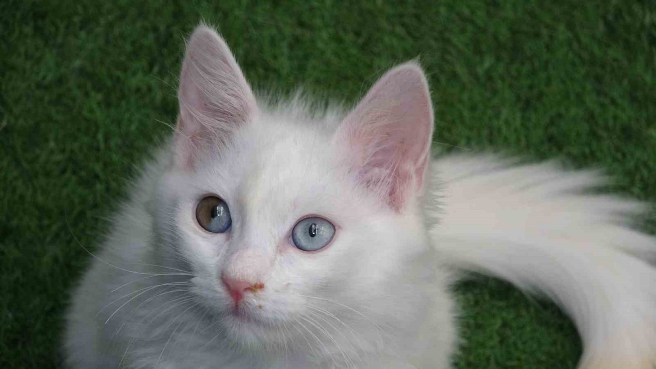 Van kedilerinin havuzlu villada ikinci parti doğumu gerçekleşti