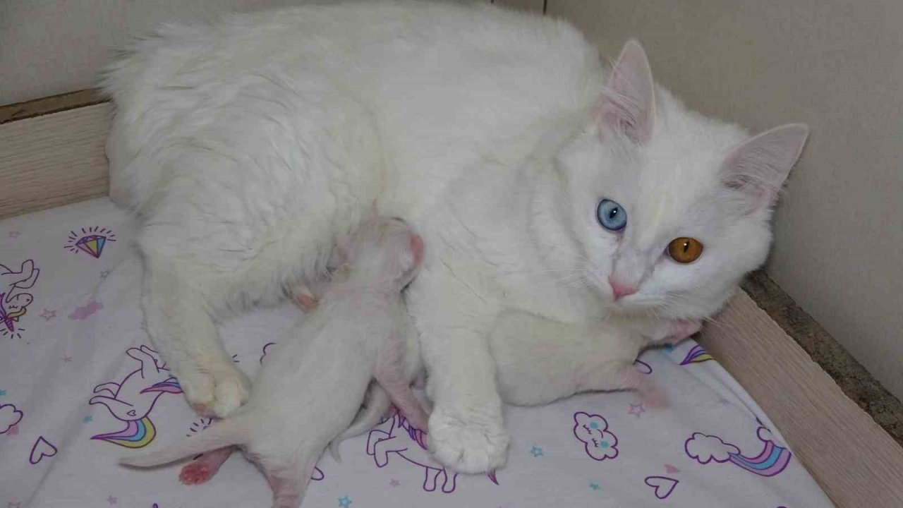 Van kedilerinin havuzlu villada ikinci parti doğumu gerçekleşti