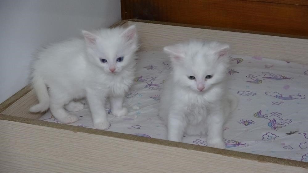Van kedilerinin havuzlu villada ikinci parti doğumu gerçekleşti