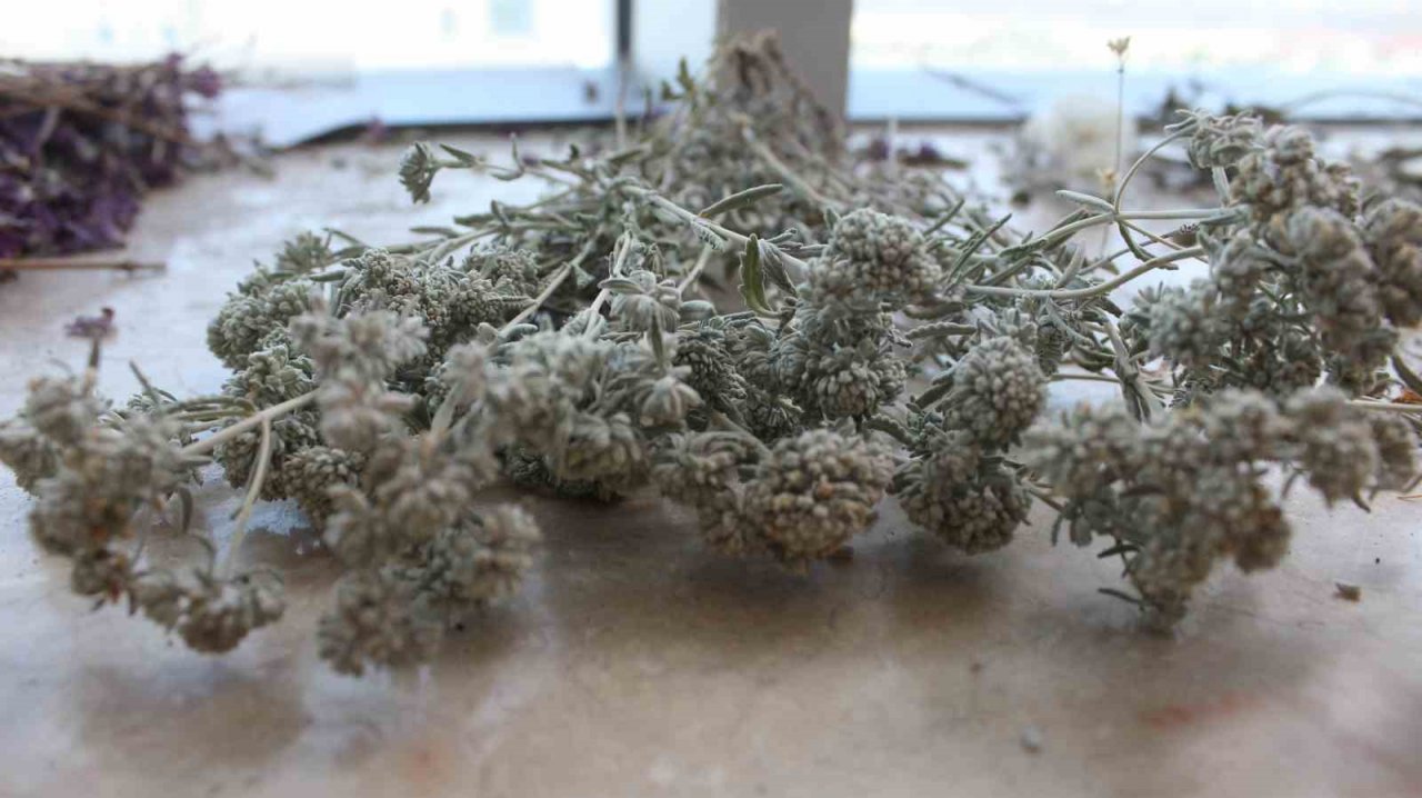 Iğdır’da üretilen tıbbi ve aromatik ürünler il ekonomisine katkı sağlayacak