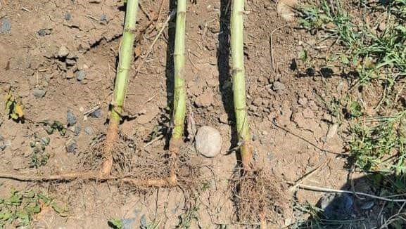 Ayçiçeğinde kuraklık tespit çalışmaları sürüyor