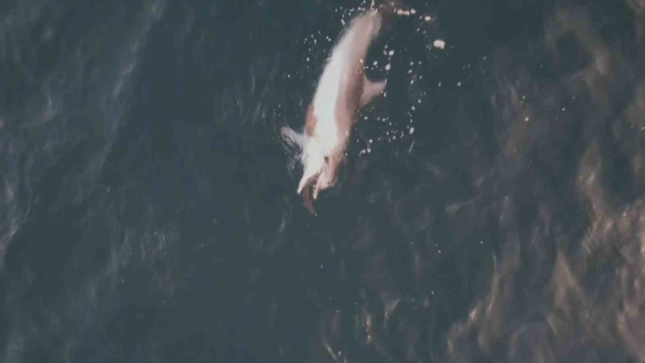 Yunusun minik balıkla av oyunu dron kamerasına yansıdı