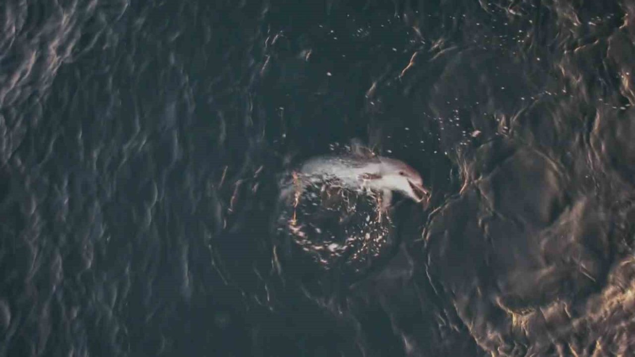 Yunusun minik balıkla av oyunu dron kamerasına yansıdı