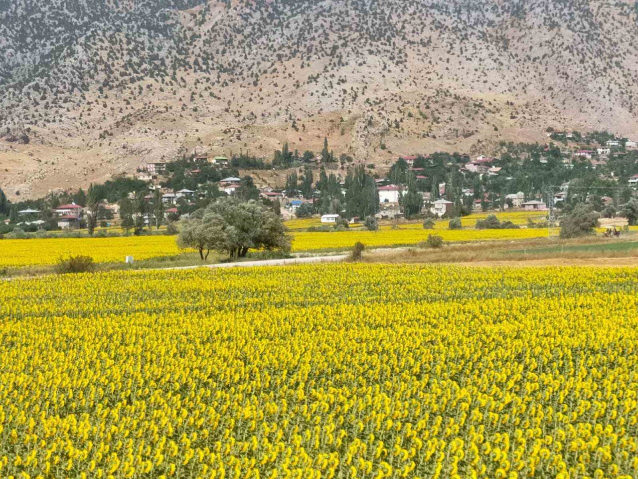 Sarıya bürünen ayçiçeği tarlaları görsel şölen sundu