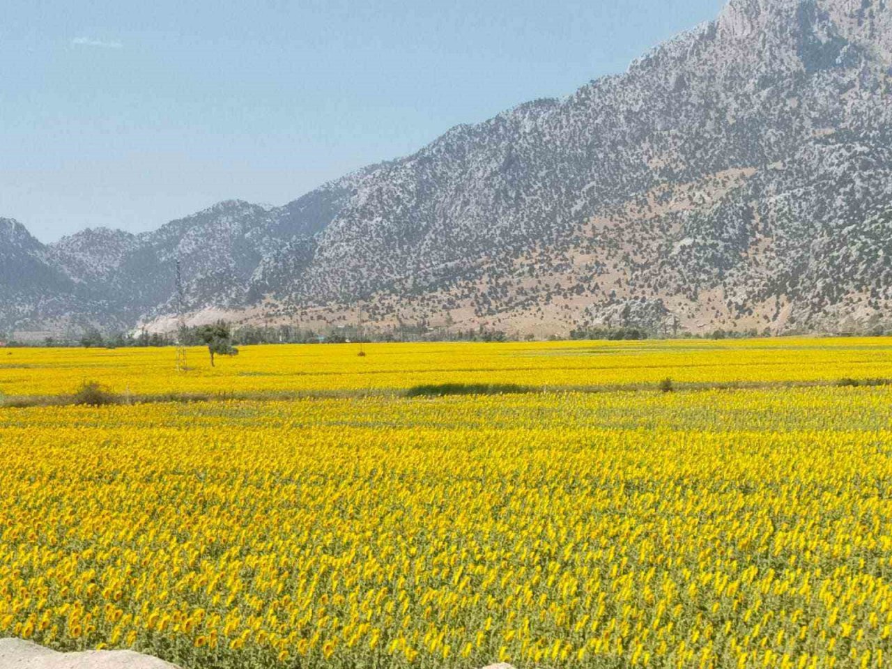 Sarıya bürünen ayçiçeği tarlaları görsel şölen sundu
