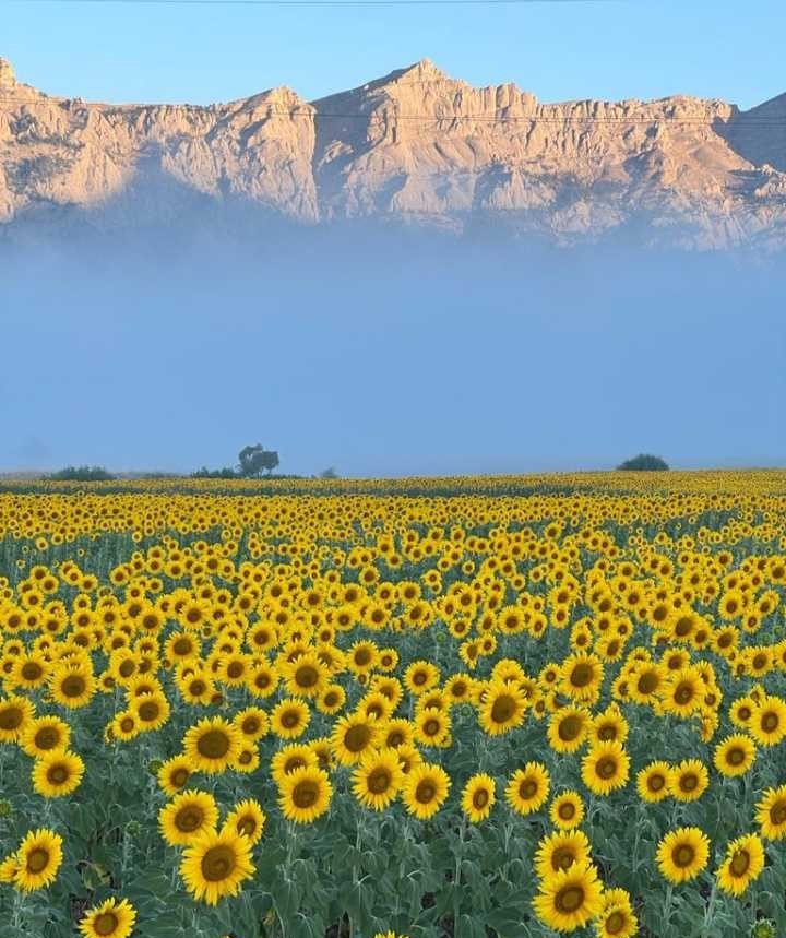 Sarıya bürünen ayçiçeği tarlaları görsel şölen sundu