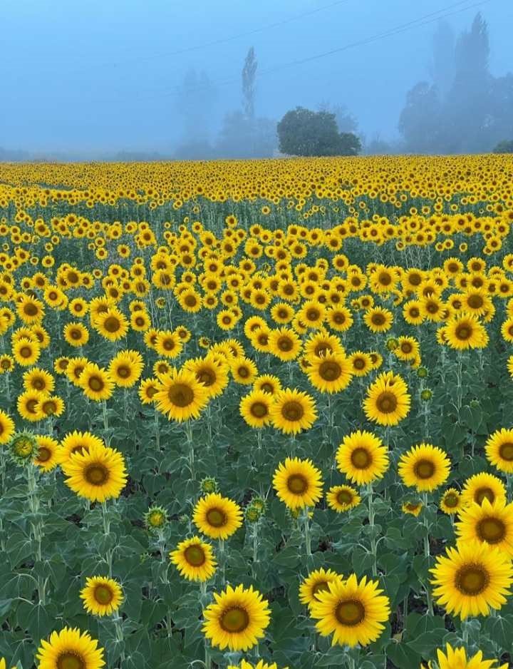Sarıya bürünen ayçiçeği tarlaları görsel şölen sundu