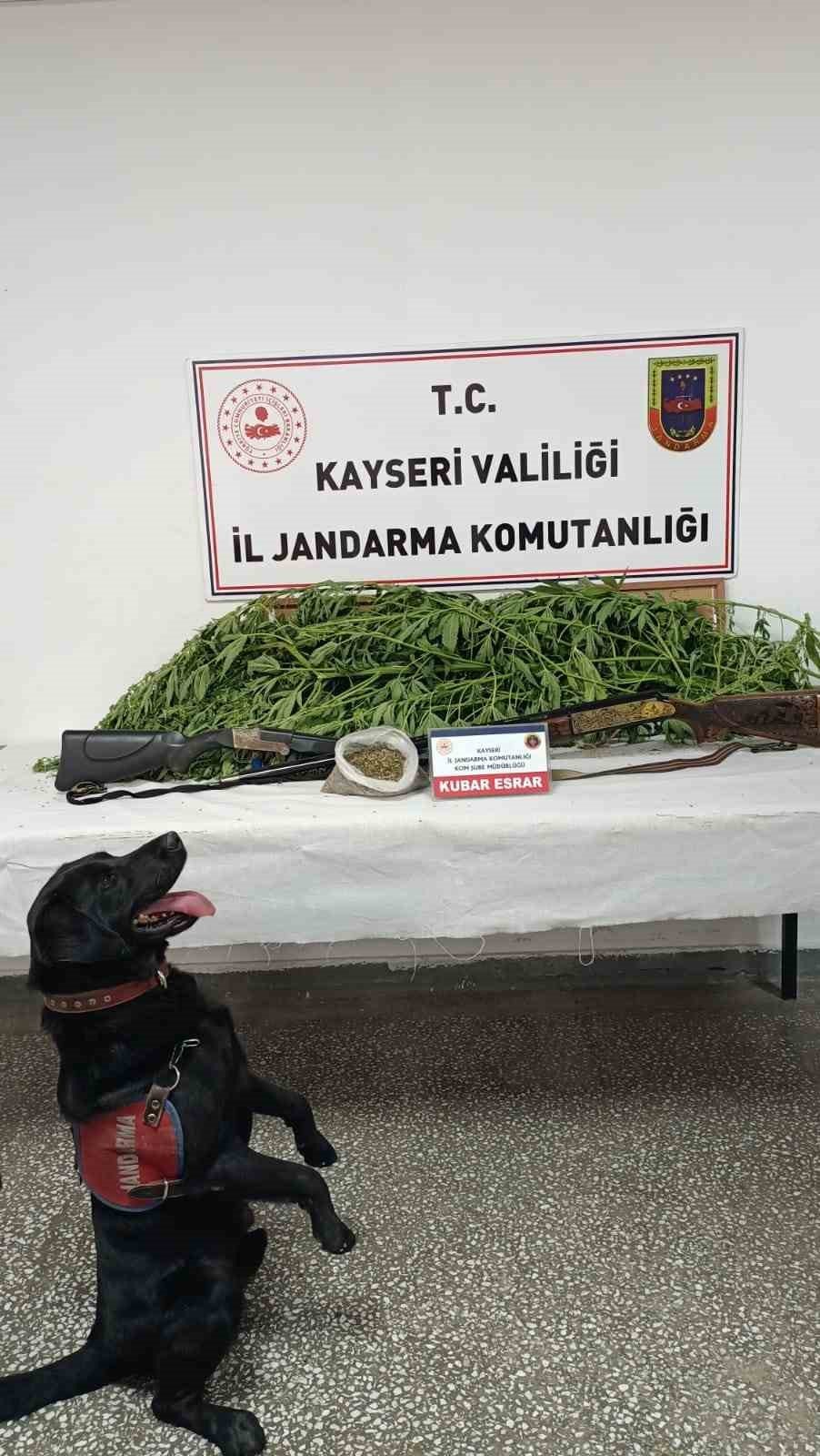 Evin bahçesinde kenevir bulunan şahıs yakalandı