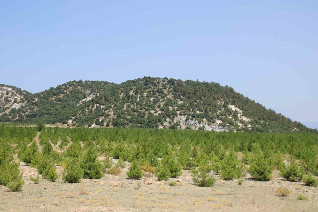 Kütahya’da 22 hektar maden sahasına 78 bin fidan dikildi