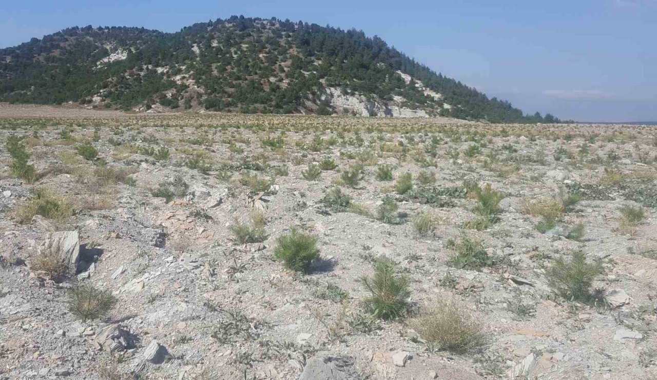 Kütahya’da 22 hektar maden sahasına 78 bin fidan dikildi