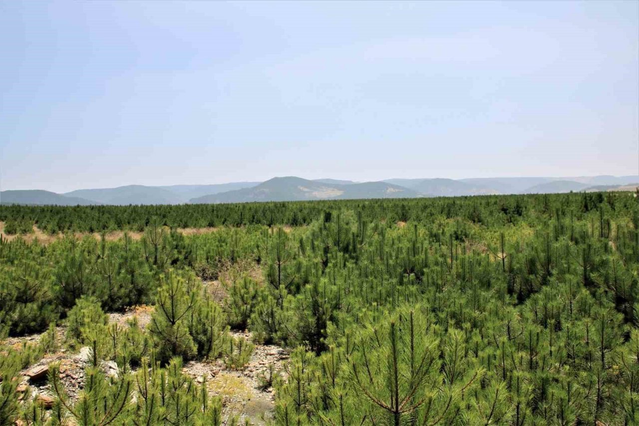 Kütahya’da 22 hektar maden sahasına 78 bin fidan dikildi