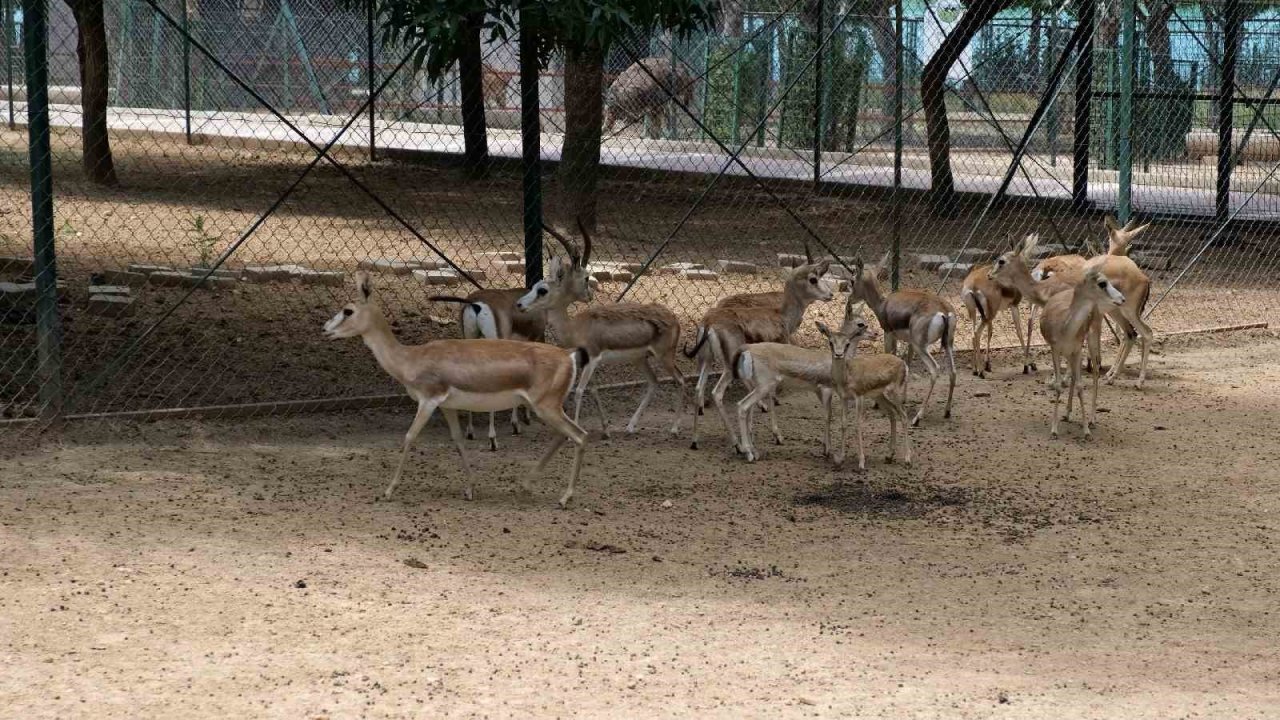 Malatya Hayvanat Bahçesini bugüne kadar 1 milyon kişi gezdi
