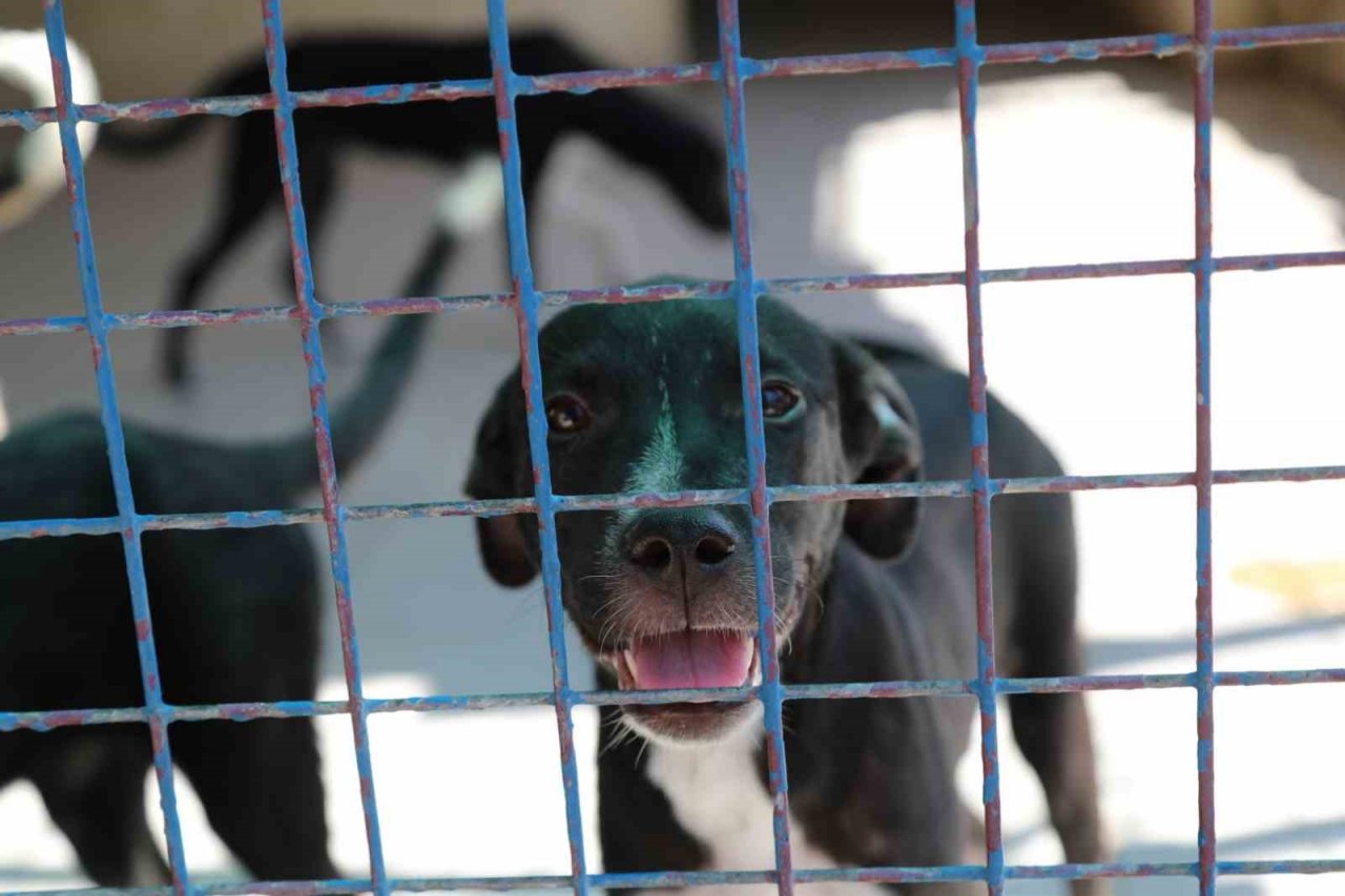 Bodrum’da öğrenciler can dostlar ile bir araya geldi