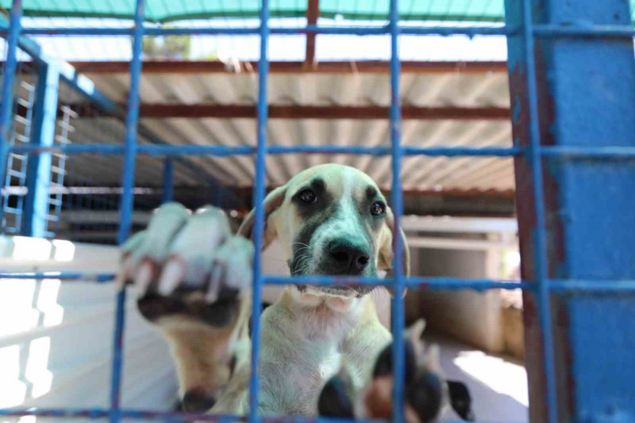 Bodrum’da öğrenciler can dostlar ile bir araya geldi