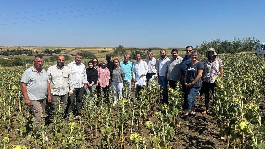 Ayçiçeğinde kuraklık tespit çalışmaları sürüyor