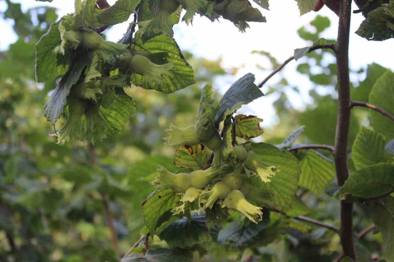 Fındıkta rehabilitasyon çalışmaları