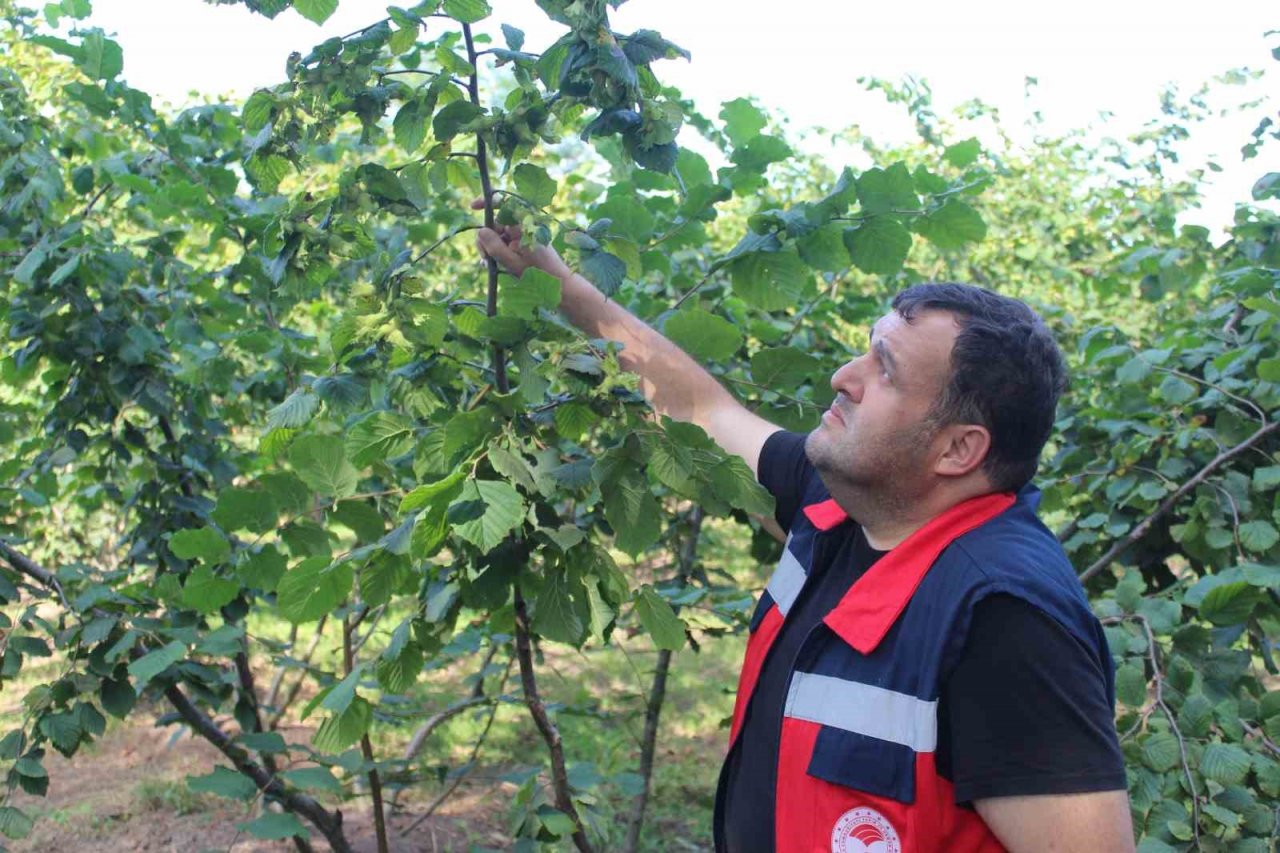 Fındıkta rehabilitasyon çalışmaları