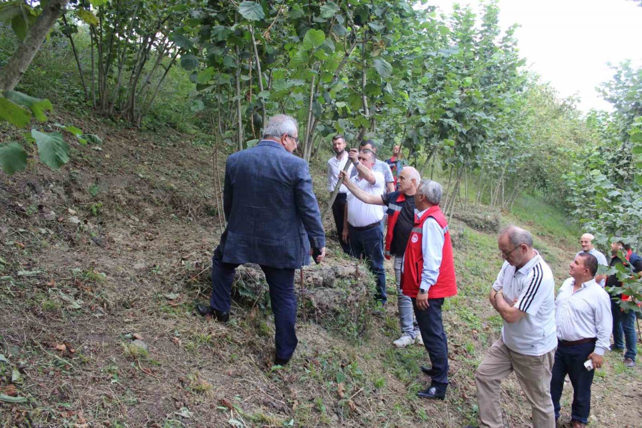 Fındıkta rehabilitasyon çalışmaları