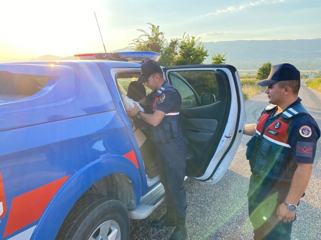 Yaralı halde bulunan leylek tedavi altına alındı