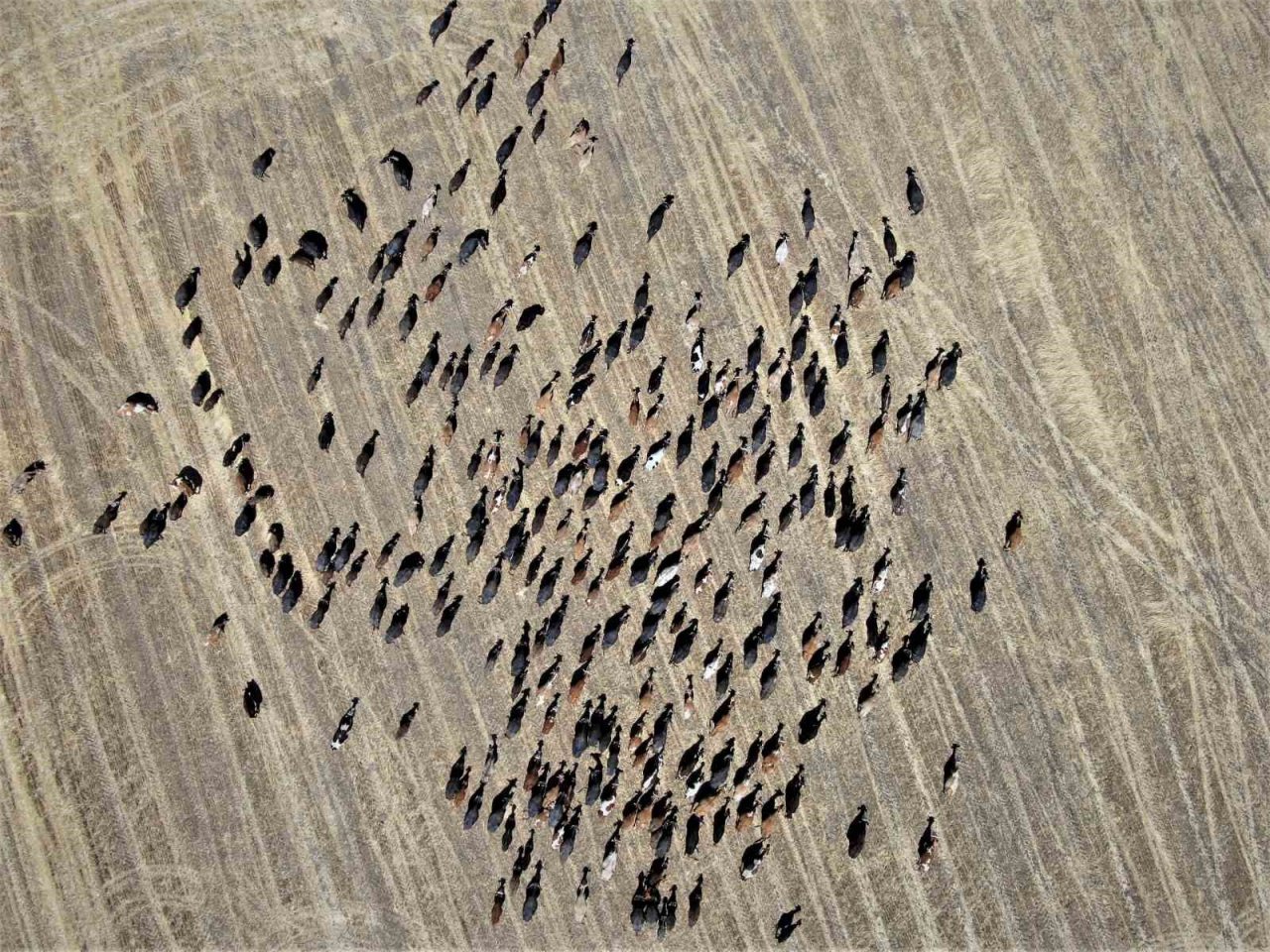 Diyarbakır’da Afrika’yı aratmayan görüntü