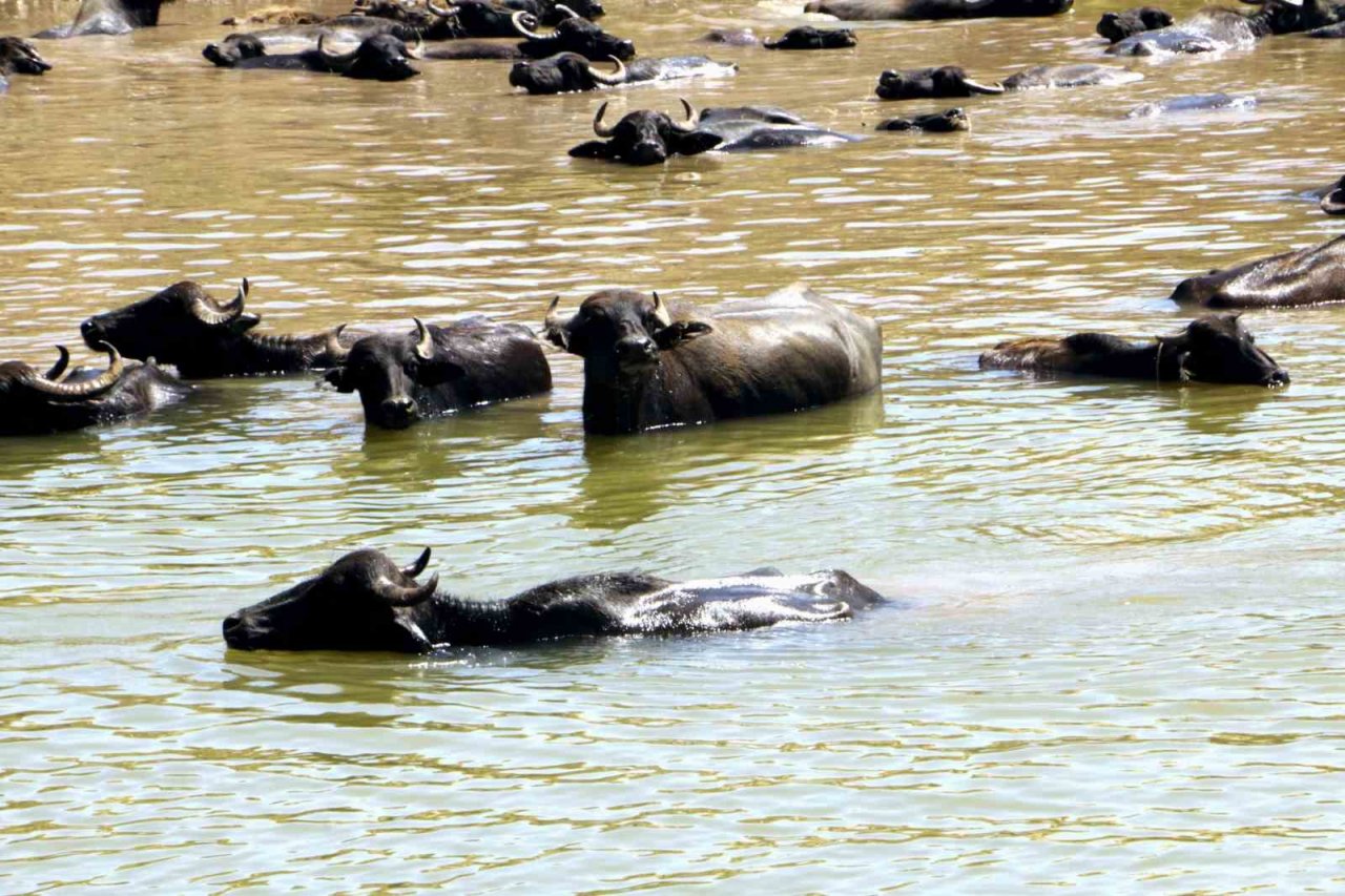 Diyarbakır’da Afrika’yı aratmayan görüntü