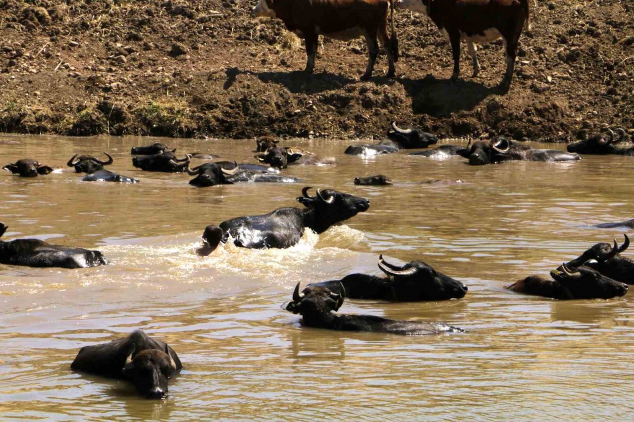 Diyarbakır’da Afrika’yı aratmayan görüntü