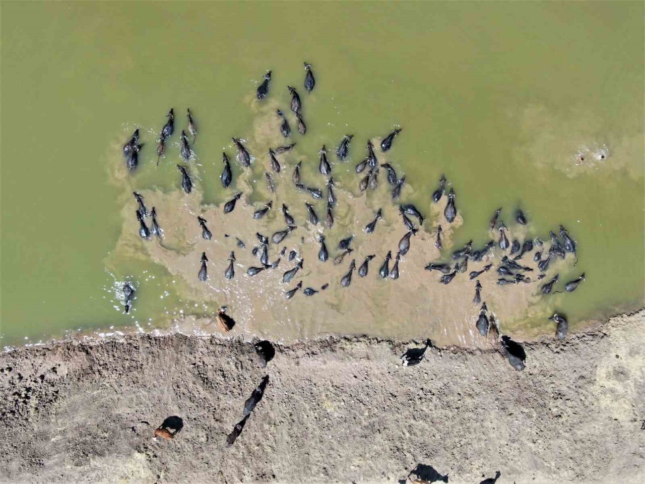 Diyarbakır’da Afrika’yı aratmayan görüntü