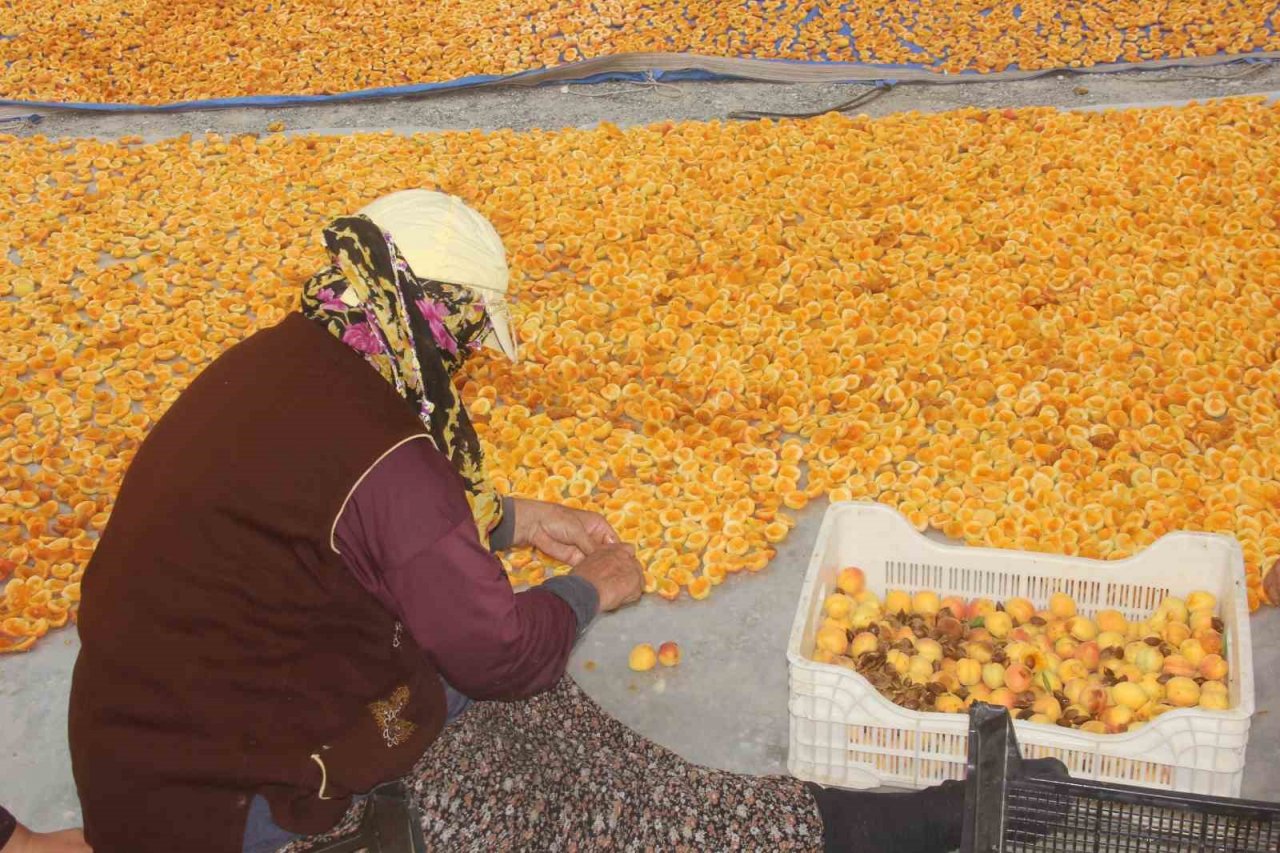 Yaz meyvesi ‘kayısı’ hasat sonrası kurutulup kışa hazırlanıyor