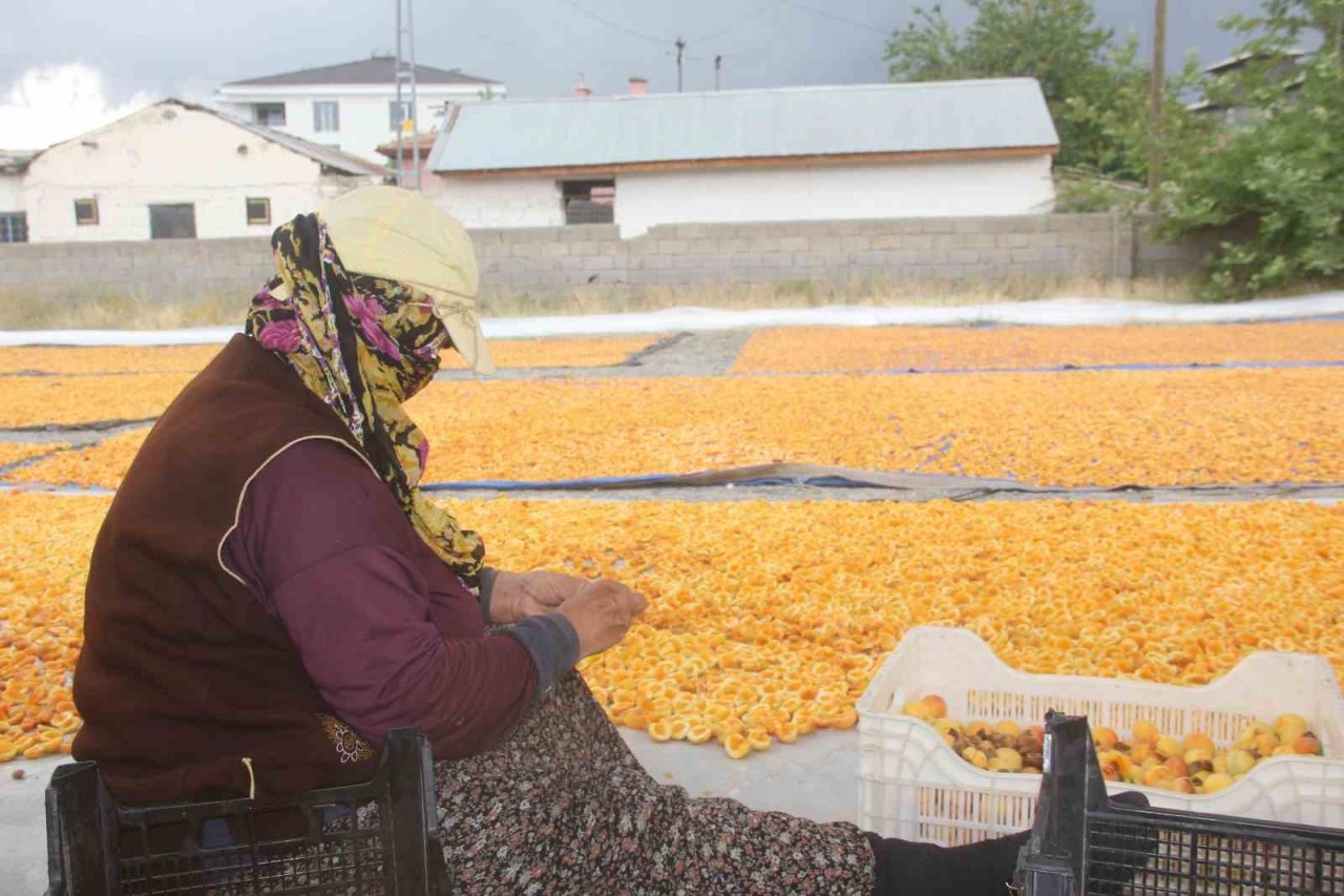 Yaz meyvesi ‘kayısı’ hasat sonrası kurutulup kışa hazırlanıyor