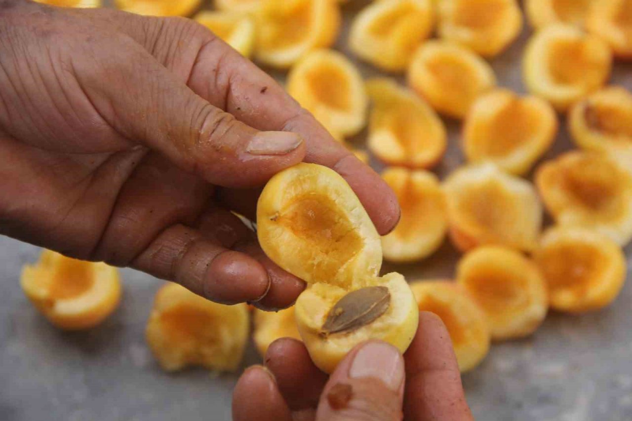 Yaz meyvesi ‘kayısı’ hasat sonrası kurutulup kışa hazırlanıyor